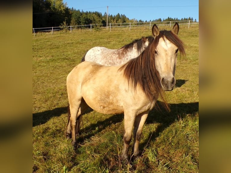 Paso Fino Mix Mare 4 years 11.2 hh Buckskin in Arnbruck