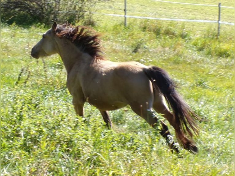 Paso Fino Mix Mare 4 years 11.2 hh Buckskin in Arnbruck