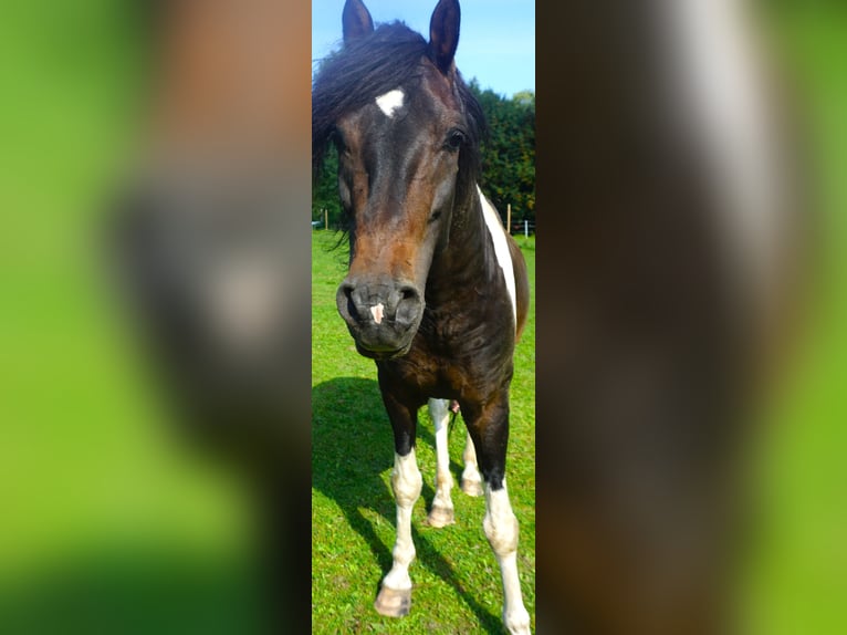 Paso Fino Mare 5 years 14 hh Bay in Skellefteå