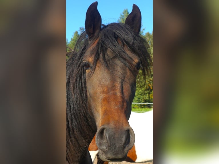 Paso Fino Mare 5 years 14 hh Bay in Skellefteå