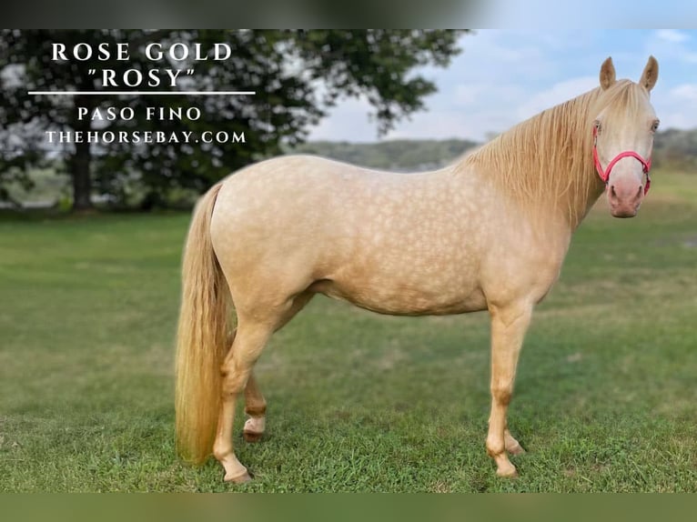 Paso Fino Mare 9 years 13,2 hh Perlino in Bremen, OH
