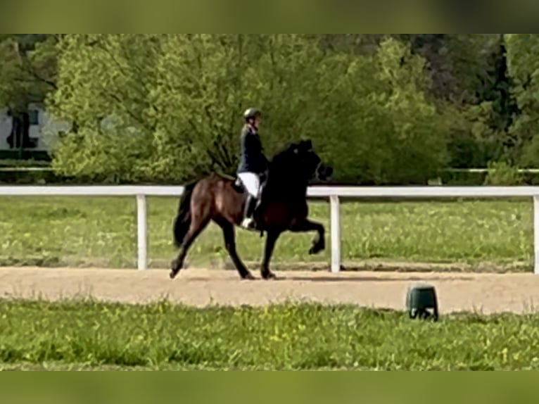 Paso Fino Mare Foal (01/2026) 14 hh Rabicano in Schmelz