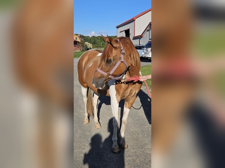 Paso Fino Merrie 12 Jaar 132 cm Tobiano-alle-kleuren in Latham