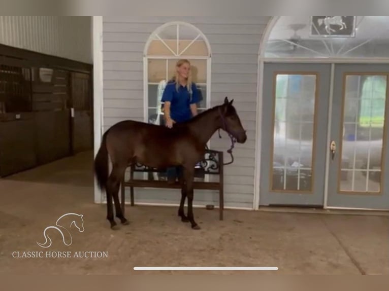 Paso Fino Merrie 1 Jaar 142 cm Roodbruin in Poplarville, MS