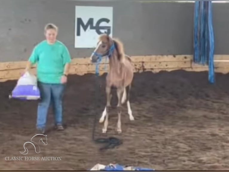 Paso Fino Merrie 1 Jaar 142 cm Roodvos in Poplarville, MS