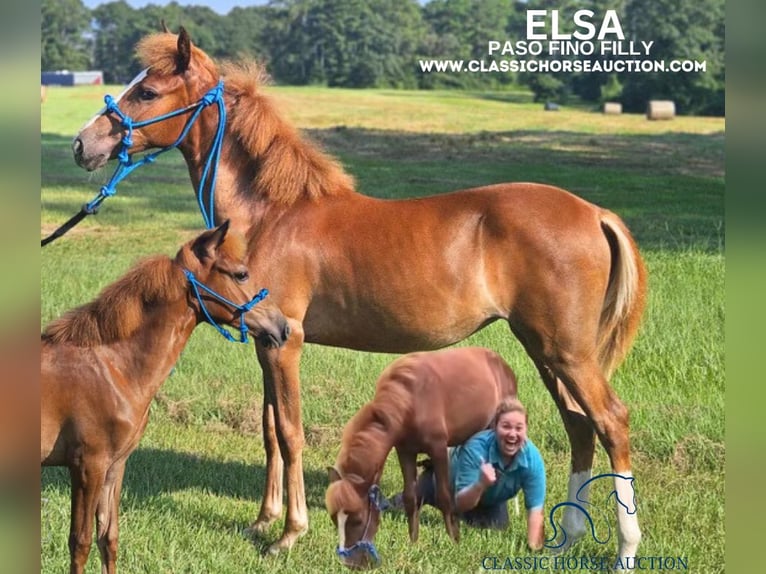 Paso Fino Merrie 1 Jaar 142 cm Roodvos in Poplarville, MS