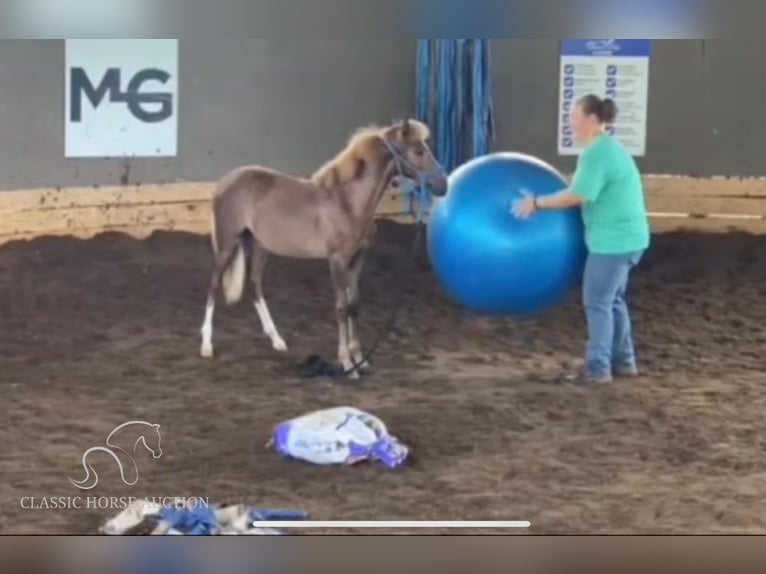 Paso Fino Merrie 1 Jaar 142 cm Roodvos in Poplarville, MS