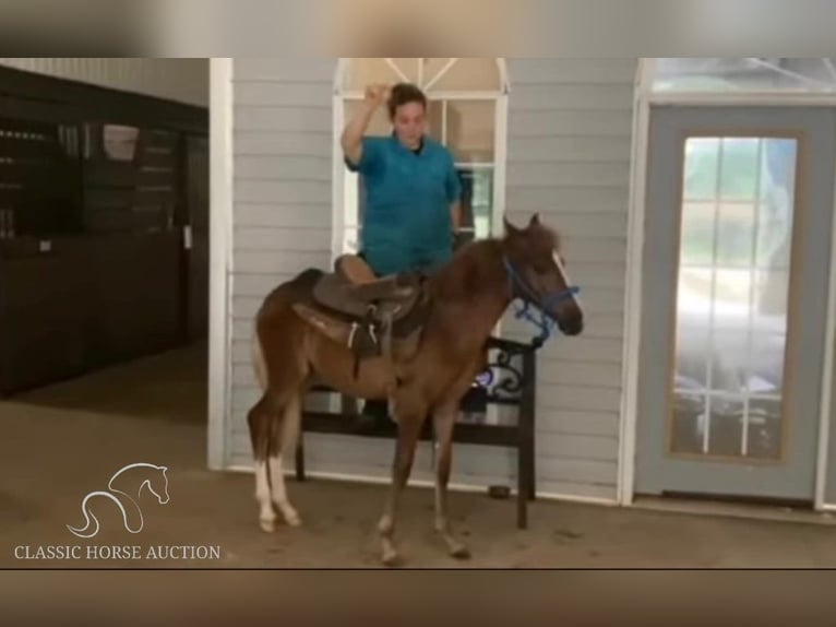 Paso Fino Merrie 1 Jaar 142 cm Roodvos in Poplarville, MS