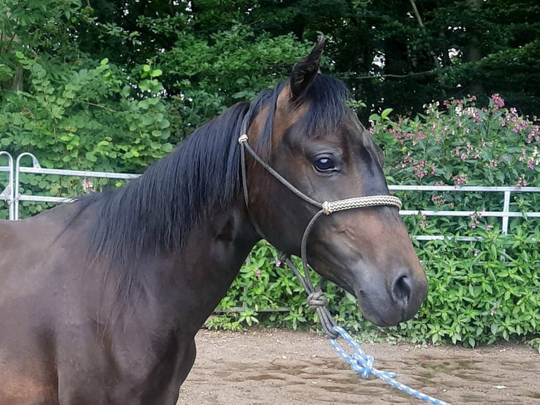 Paso Fino Merrie 2 Jaar 148 cm Donkerbruin in Morsbach