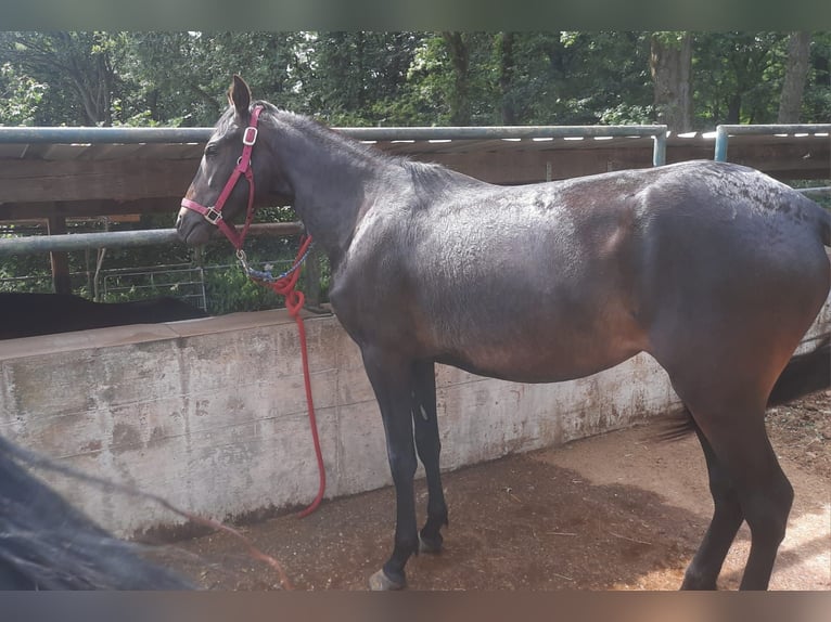 Paso Fino Merrie 2 Jaar 148 cm Donkerbruin in Morsbach