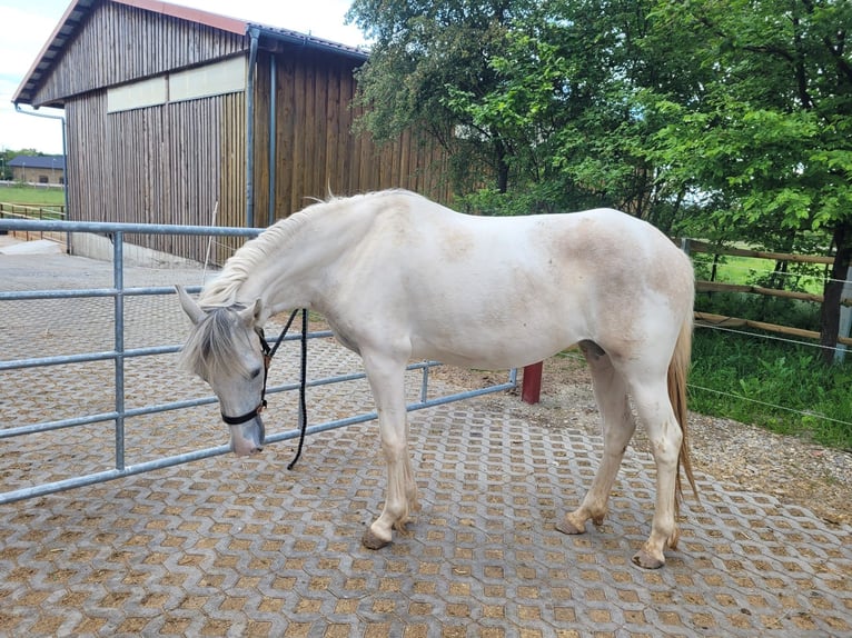 Paso Fino Merrie 2 Jaar 150 cm in Markt Bibart