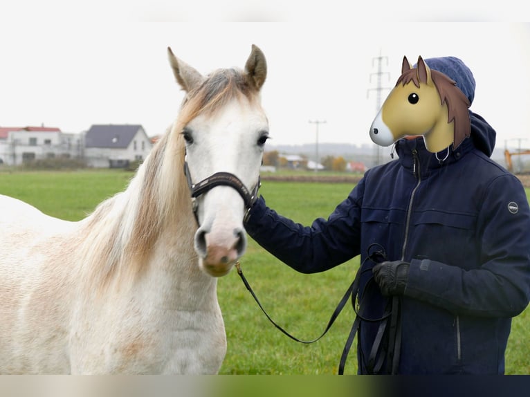 Paso Fino Merrie 2 Jaar 150 cm in Markt Bibart