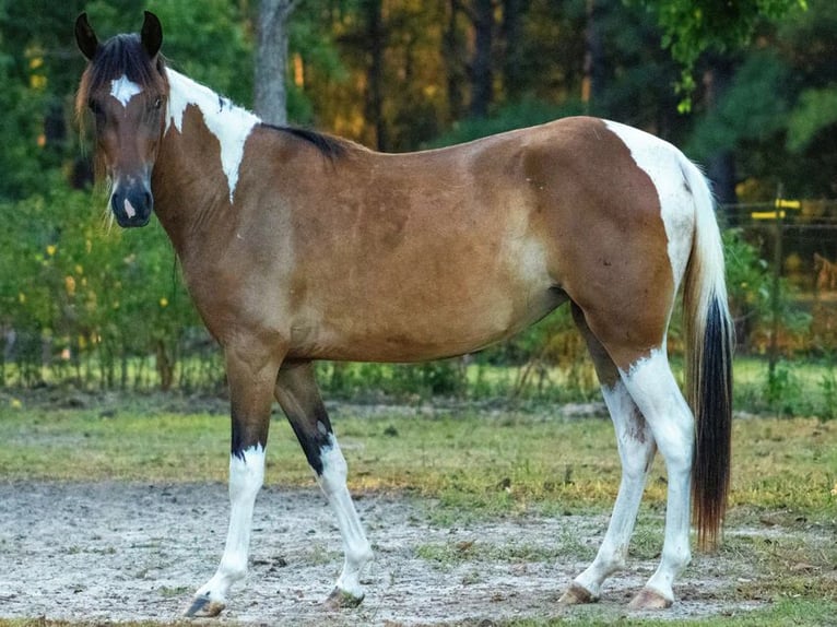 Paso Fino Merrie 3 Jaar 135 cm Gevlekt-paard in Poplarville, MS