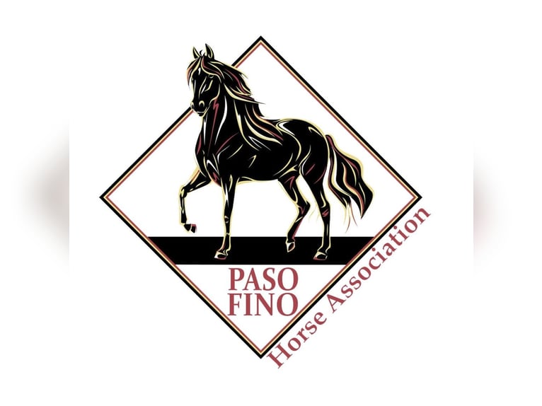 Paso Fino Merrie 3 Jaar 135 cm Gevlekt-paard in Poplarville, MS