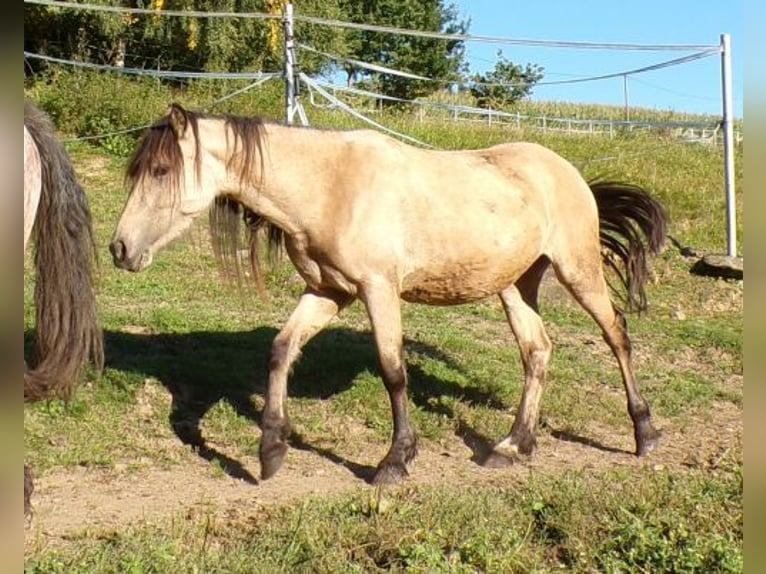 Paso Fino Mix Merrie 4 Jaar 120 cm Buckskin in Arnbruck