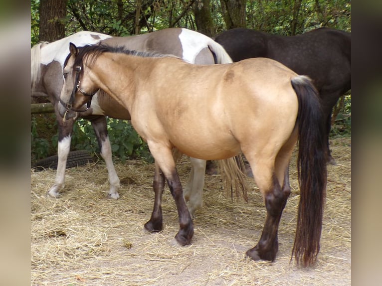 Paso Fino Mix Merrie 4 Jaar 120 cm Buckskin in Arnbruck