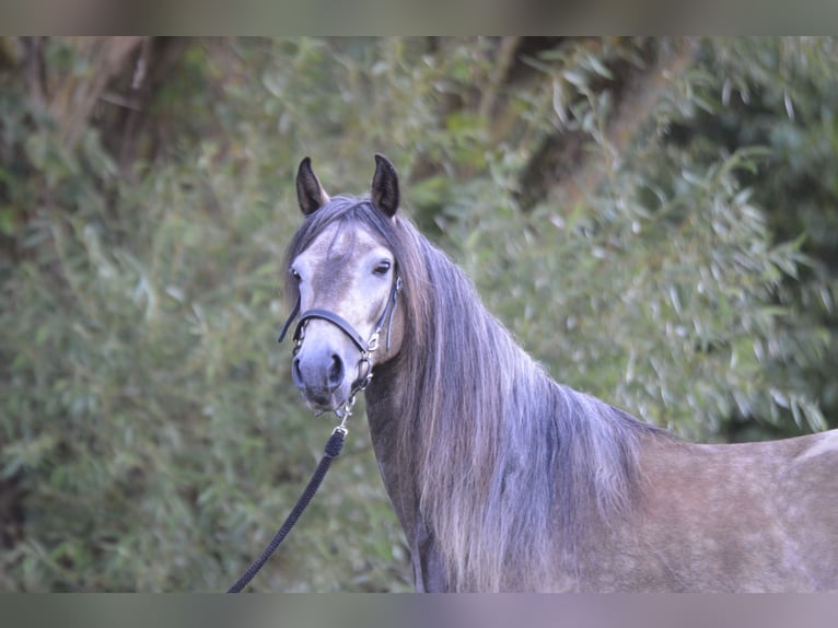 Paso Fino Merrie 5 Jaar 136 cm in WiesentheidWiesentheid