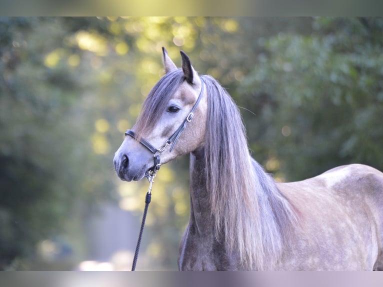 Paso Fino Merrie 5 Jaar 136 cm in WiesentheidWiesentheid