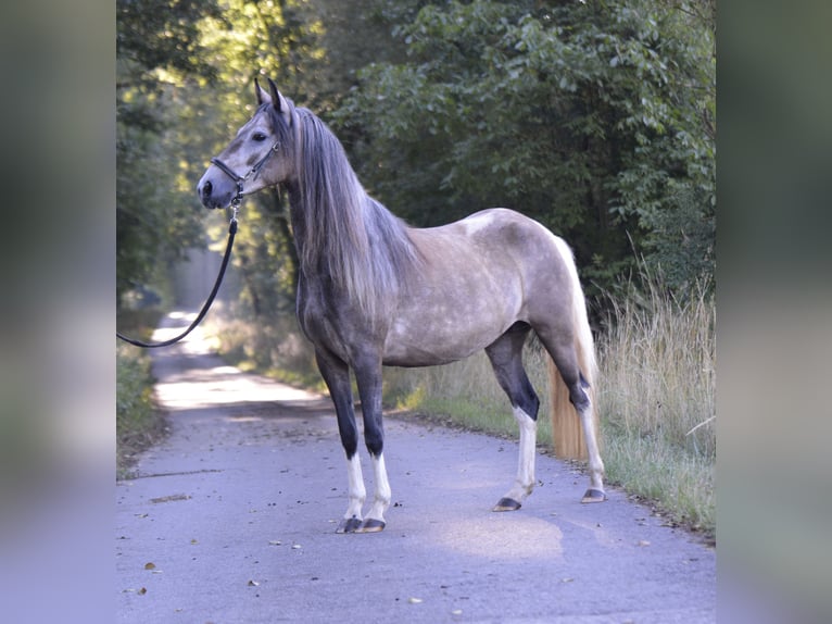 Paso Fino Merrie 5 Jaar 136 cm in WiesentheidWiesentheid