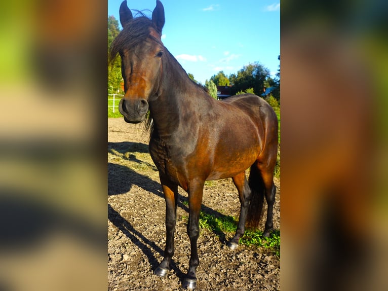 Paso Fino Merrie 5 Jaar 142 cm Roodbruin in Skellefteå