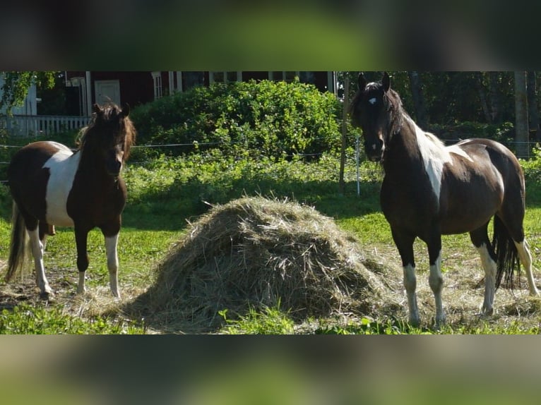 Paso Fino Merrie 5 Jaar 142 cm Roodbruin in Skellefteå