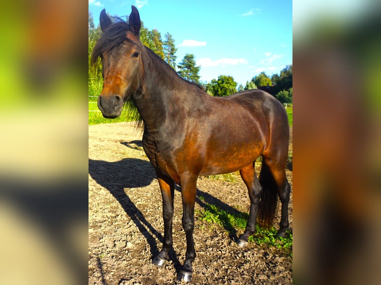 Paso Fino Merrie 5 Jaar 142 cm Roodbruin in Skellefteå