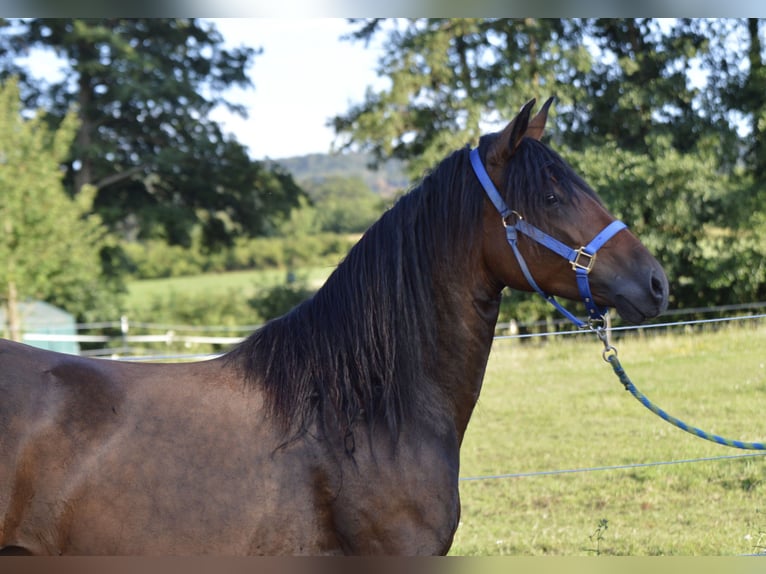 Paso Fino Merrie 5 Jaar 148 cm Bruin in WiesentheidWiesentheid