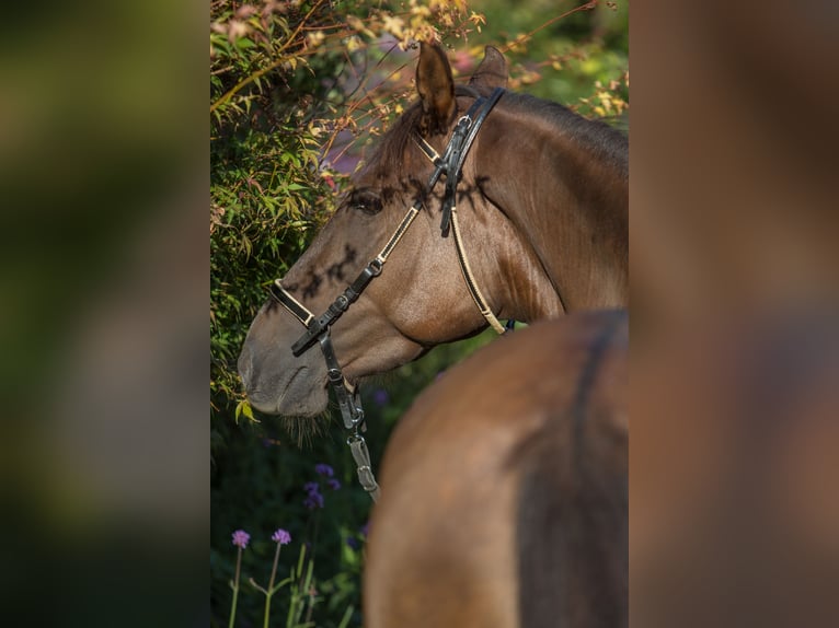 Paso Fino Merrie 6 Jaar 142 cm Donkere-vos in Aletshausen
