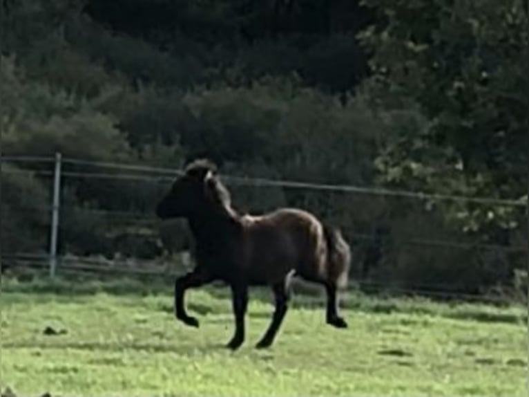 Paso Fino Merrie Veulen (01/2026) 144 cm Rabicano in Schmelz