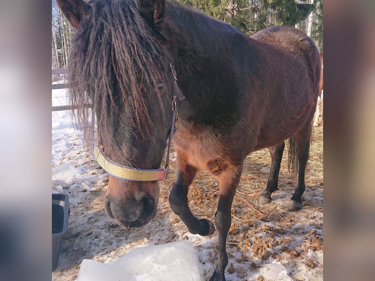 Paso Fino Ogier 10 lat Srokata in Skellefteå