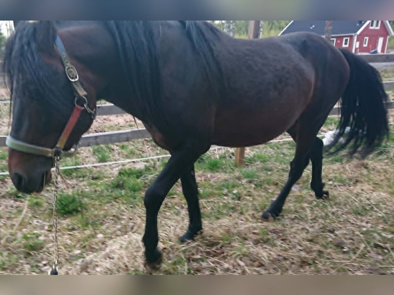 Paso Fino Ogier 10 lat Srokata in Skellefteå