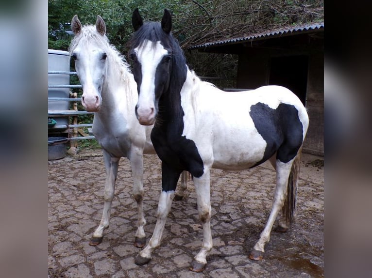 Paso Fino Mix Ogier 2 lat 146 cm Srokata in Arnbruck