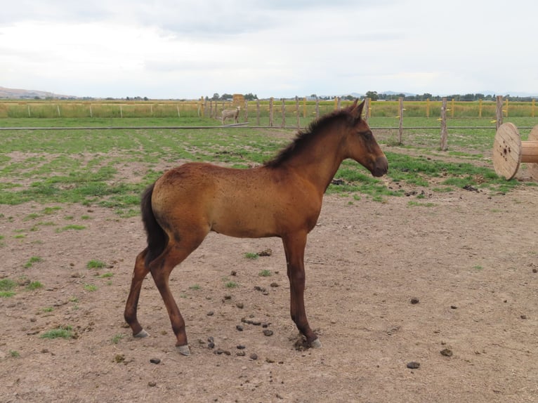 Paso Fino Ogier 3 lat 142 cm Ciemnogniada in Fielding