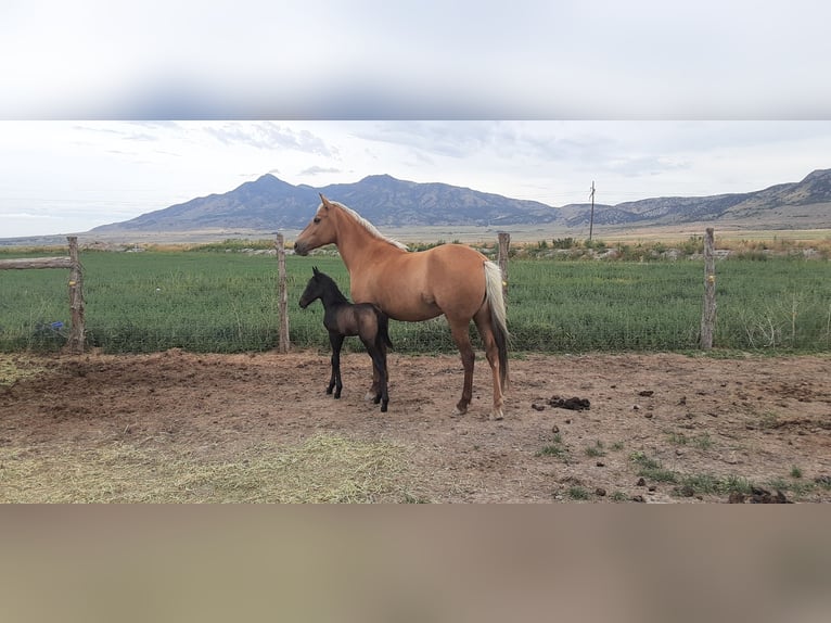 Paso Fino Ogier 3 lat 142 cm Ciemnogniada in Fielding
