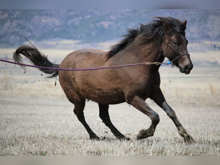 Paso Fino Ogier 3 lat 142 cm Ciemnogniada in Fielding
