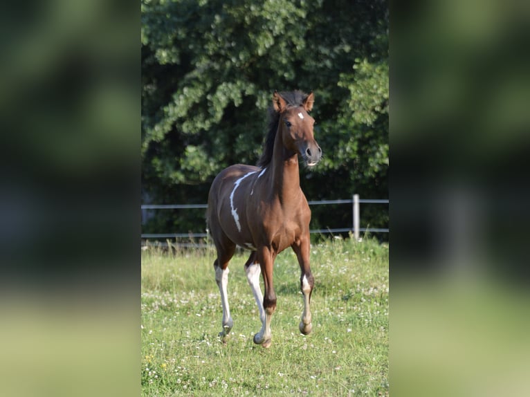 Paso Fino Ruin 1 Jaar Gevlekt-paard in WiesentheidWiesenthrid