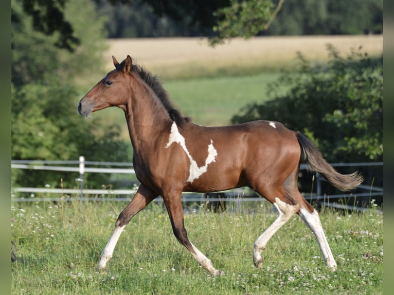 Paso Fino Ruin 1 Jaar Gevlekt-paard in WiesentheidWiesenthrid