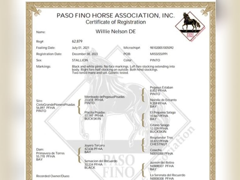 Paso Fino Ruin 3 Jaar 142 cm Gevlekt-paard in Poplarville, MS