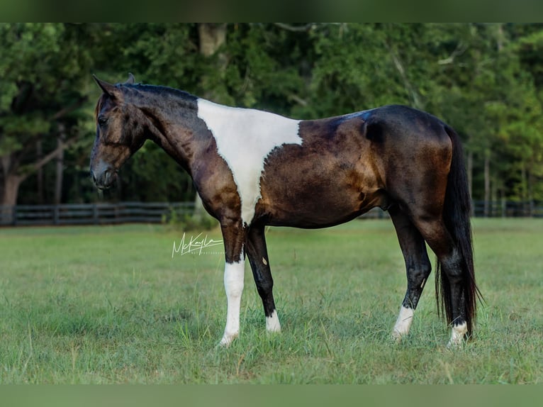 Paso Fino Ruin 3 Jaar Gevlekt-paard in Poplarville, MS