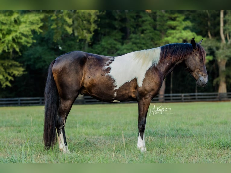 Paso Fino Ruin 3 Jaar Gevlekt-paard in Poplarville, MS