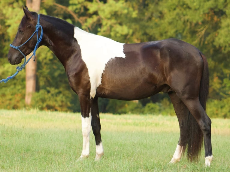 Paso Fino Ruin 3 Jaar Gevlekt-paard in Poplarville, MS