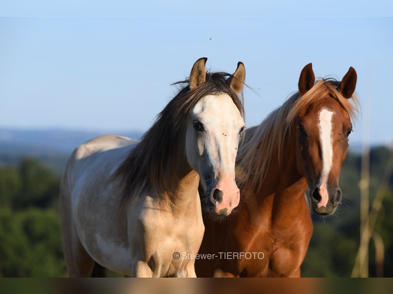 Paso Fino Ruin 3 Jaar Zwart in Morsbach