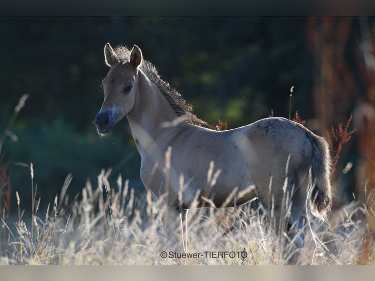 Paso Fino Ruin 3 Jaar Zwart in Morsbach