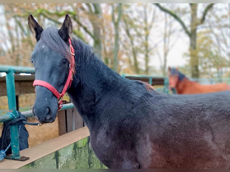Paso Fino Ruin 3 Jaar Zwart in Morsbach