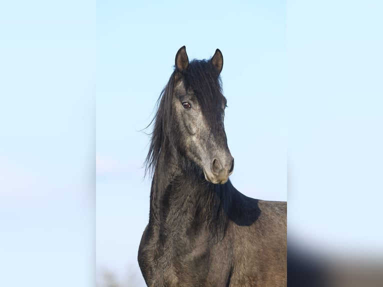 Paso Fino Ruin 4 Jaar 149 cm Zwartschimmel in Morsbach