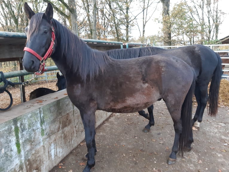 Paso Fino Ruin 4 Jaar Zwart in Morsbach
