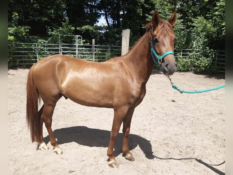 Paso Fino Ruin 4 Jaar Zwart in Morsbach