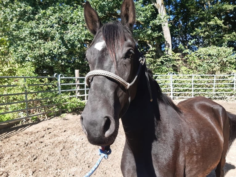 Paso Fino Ruin 4 Jaar Zwart in Morsbach