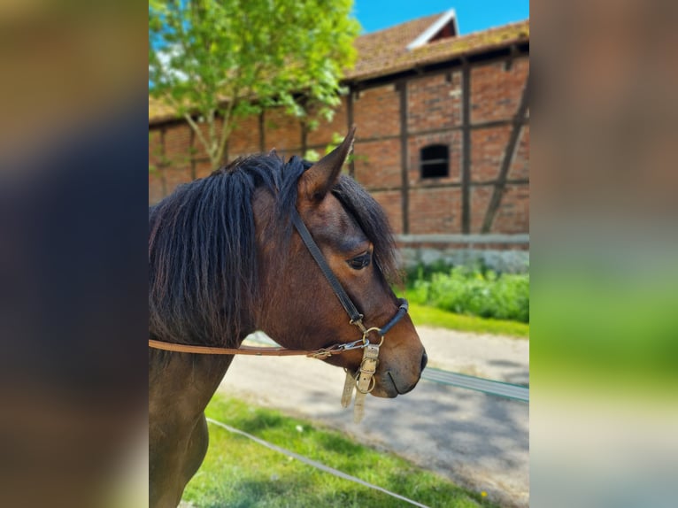 Paso Fino Ruin 5 Jaar 137 cm Gevlekt-paard in Warendorf