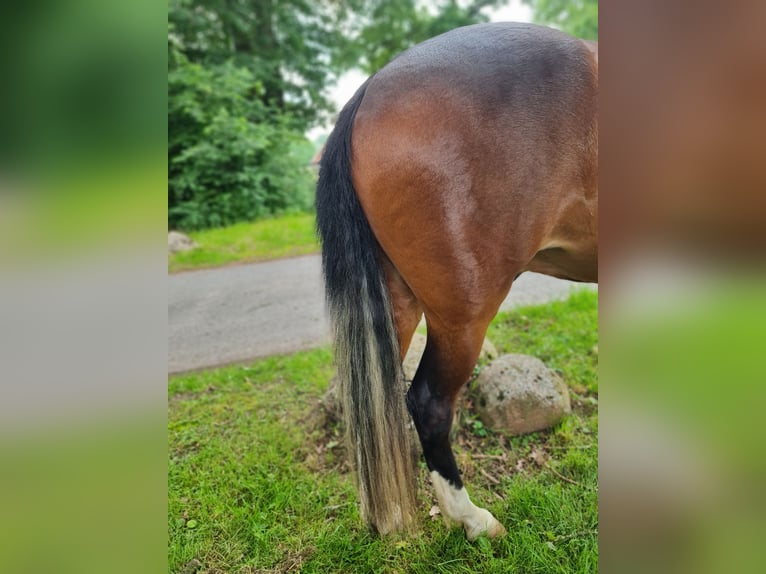 Paso Fino Ruin 5 Jaar 137 cm Gevlekt-paard in Warendorf